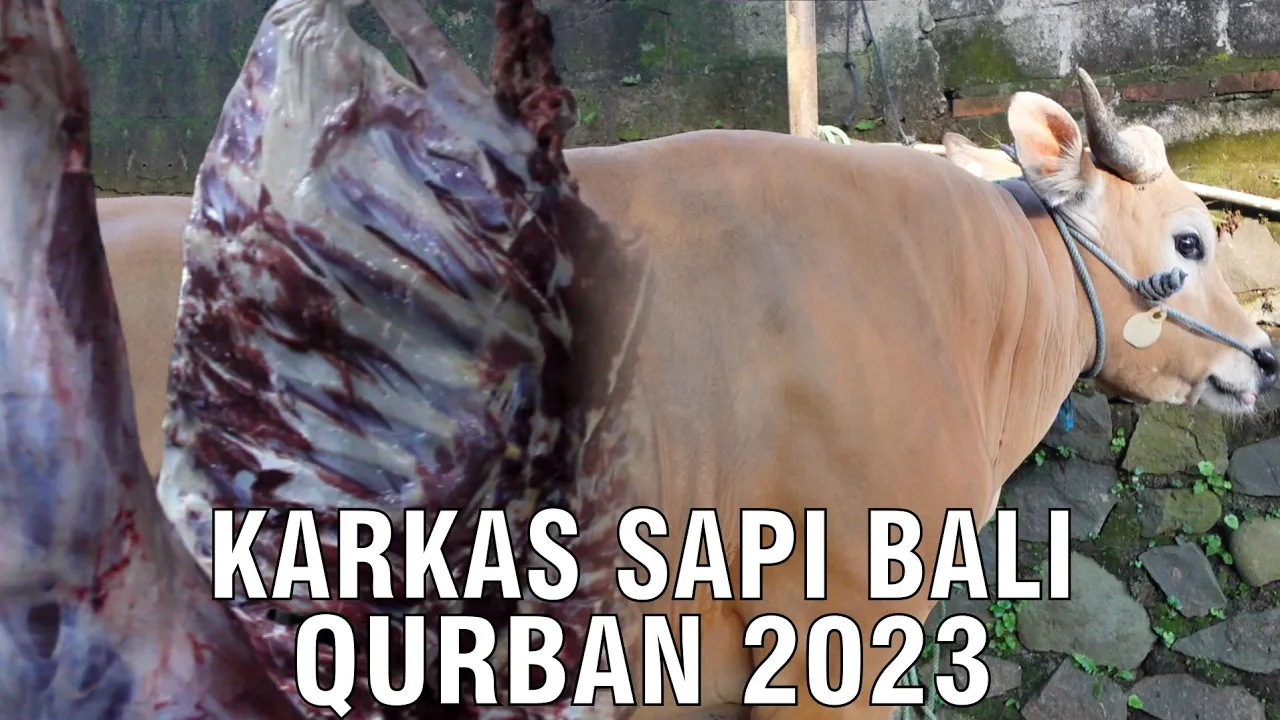 
                                 Karkas-Sapi-Bali-Qurban-2023.jpg
